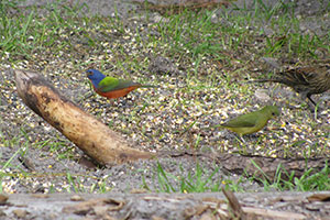 Bunting Bird