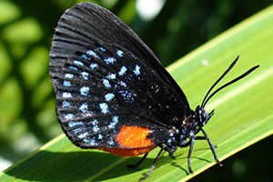 butterfly