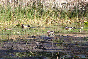 ducks