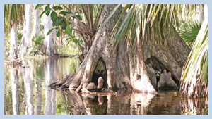 Tree trunk in water