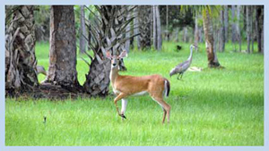 deer in grass