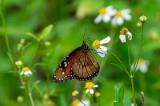 /parks/SiteImages/News/_t/pollinator2_jpg.jpg