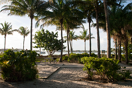 Palm trees, ocean view and sand.
