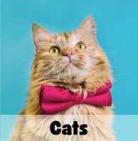 adoptable cats