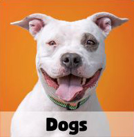 adoptable dogs