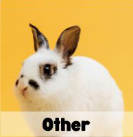 adoptable other