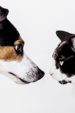 cat and dog faces