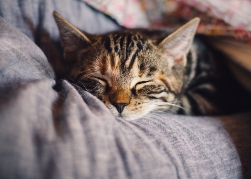 cat sleeping in blanket