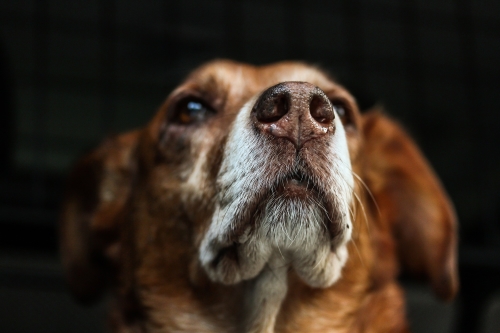 headshot of a dog
