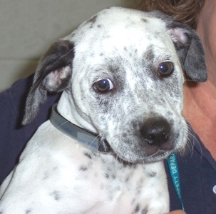Animal Care