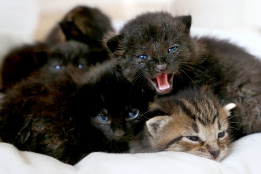 litter of kittens