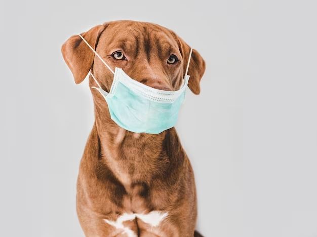 Doggie in a Mask