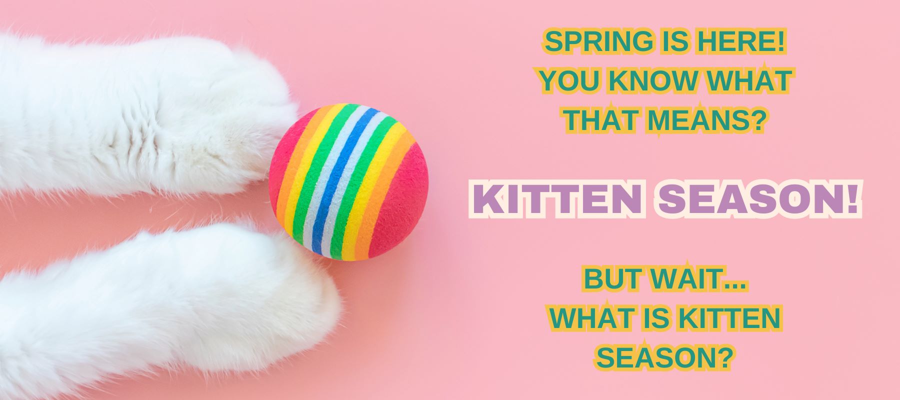 kitty paws with colorful ball