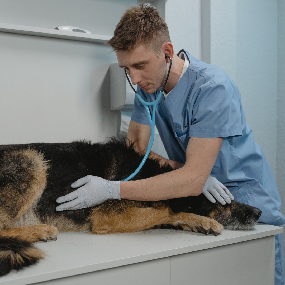 photo of the dog and vet on a surgical table