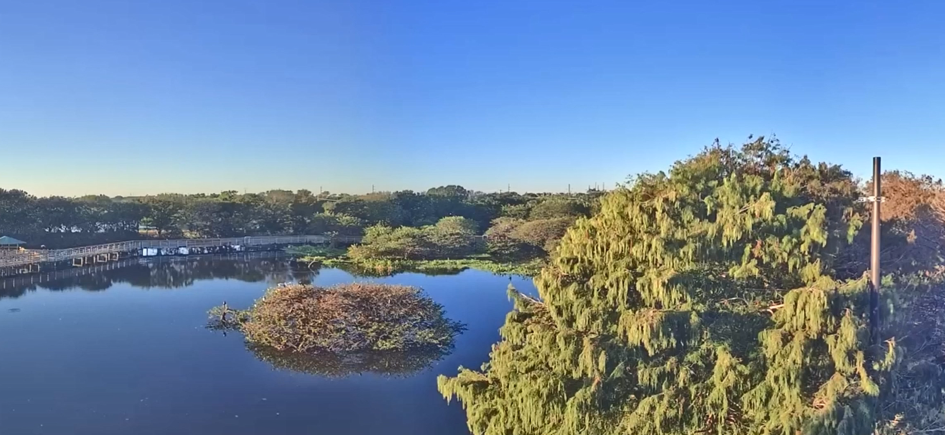 Screenshot of Live Wakodahatchee Wetlands Footae Camera #3