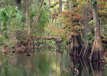 Loxahatchee River